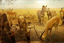 The Natural History Museum